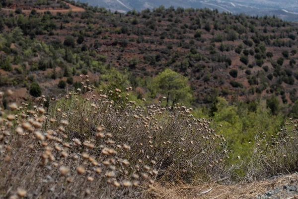 Tepelerin havadan görünümü. Kıbrıs gözlem güvertesi. Kuru çiçekler.