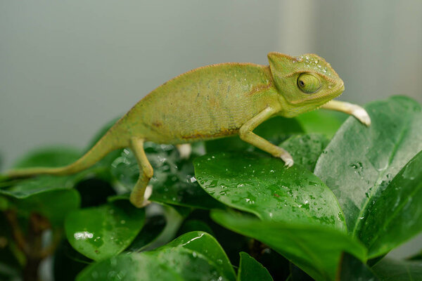 Chameleon on green leaves. Water drops on chameleon. Macro.