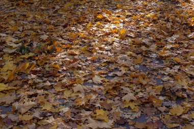 Sonbahar arka plan bırakır. Bir sürü yaprak yerde yatıyor..