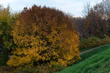Parkta altın sonbahar. Parkta sarı ve yeşil ağaçlar. Degrade ağacı.
