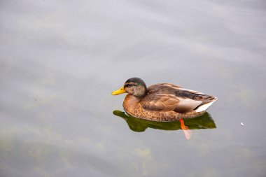 Yalnız bir ördek. Ördek havuzda yüzüyor..