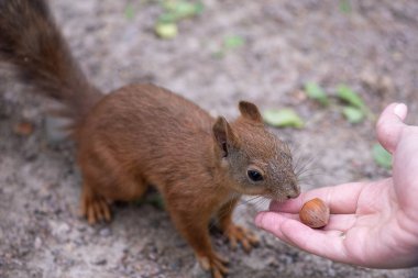Sincap ve fındık. Bir sincap fındık yer. Close.