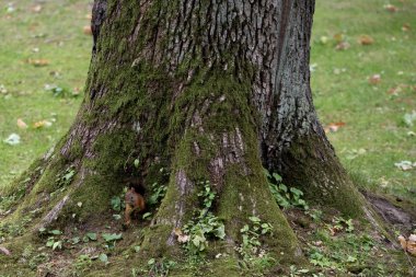 Bir sincap büyük bir ağacın yanında oturur. Sincap ormanda yosun yiyor.