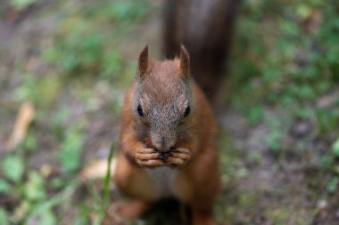 Sincap ve fındık. Bir sincap fındık yer. Close.