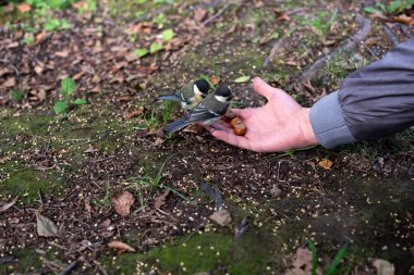 İnsan eli ve kuşlar. Büyük göğüsleri fındık üzerinde izliyor.