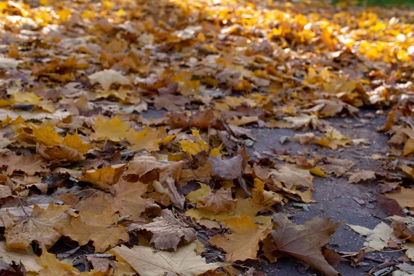 Parkta altın sonbahar. Parkta sarı ve yeşil ağaçlar. Altın yapraklar yeşil çimenlerin üzerinde uzanır..
