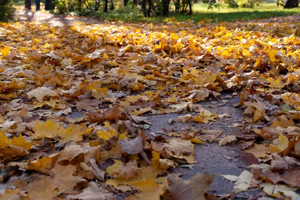 Sonbaharda parkta yapraklar. Yapraklar üzerinde seçilebilir odak.