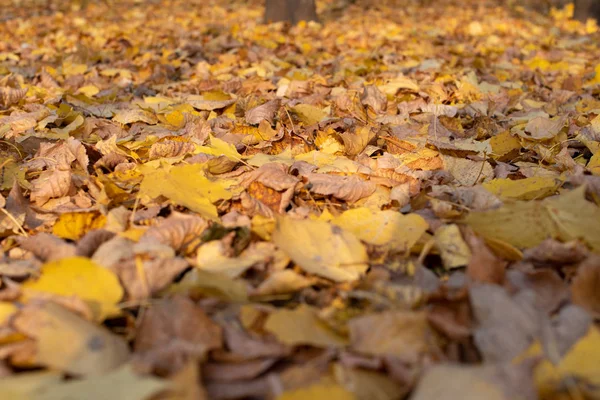 Sonbaharda parkta yapraklar. Yapraklar üzerinde seçilebilir odak.