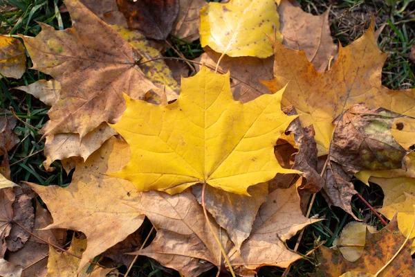 Akçaağaç yaprağı. Sarı - sonbaharda turuncu yakın çekim yaprağı.