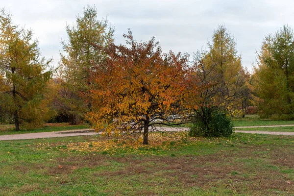 Outono Dourado Dia Ensolarado Parque Árvores Amarelas Verdes Parque Folhas — Fotografia de Stock