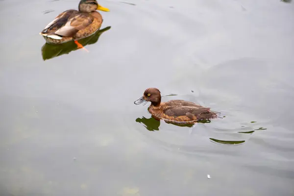Duck and duckling. Two ducks are swimming in pond.