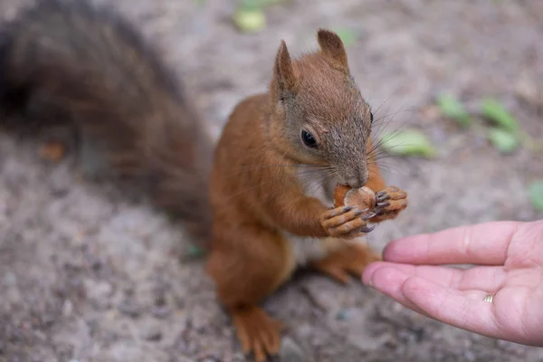 Sincap ve fındık. Bir sincap fındık yer. Close.