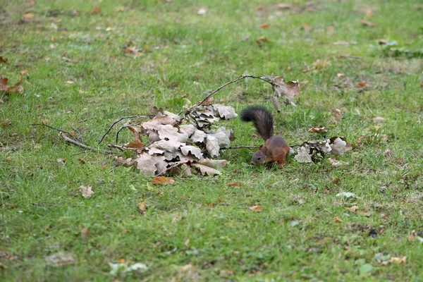다람쥐와 헤이즐넛 나뭇잎에 너트를 숨기는 다람쥐 — 스톡 사진