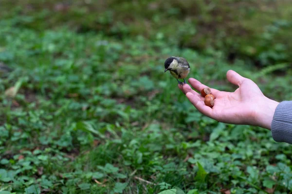 Man hand and birds. Great tits is watching on nuts.