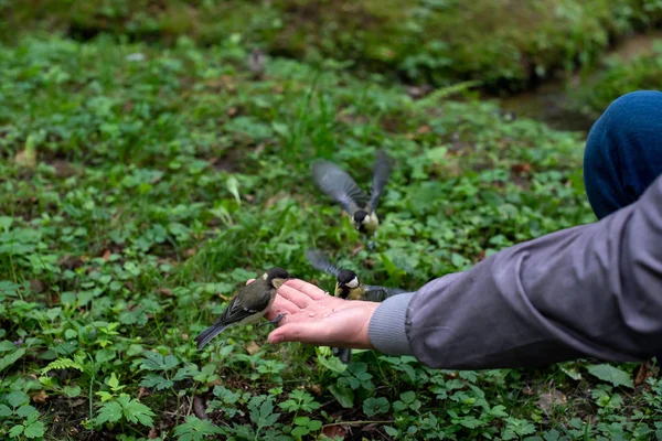 İnsan eli ve kuşlar. Üç büyük göğüsleri ezilmiş fındık yiyor.