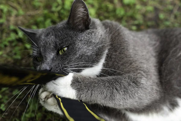 庭の家畜の灰色の猫 猫はカメラからストラップで遊んでいます — ストック写真