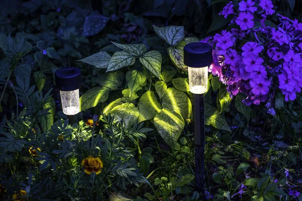 Geceleri sihirli renkli bahçe. Çizgili ışık ve farklı çiçekler ile iki lambalar. Geceleri kadife çiçeği ve phlox.