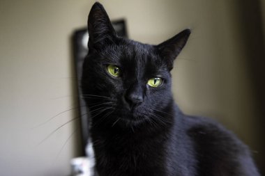 Siyah kedi poz vermekte. Yeşil gözlü evcil kedi düz oturuyor.