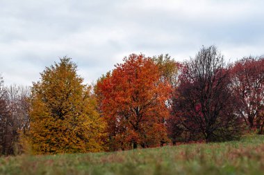Sonbaharda ağaç. Sonbaharda üç farklı ağaç: altın, portakal ve yapraksız.