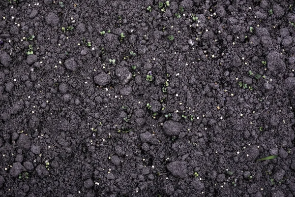 Young Plant Soil Macro Micro Photography Mustard Sprout Soil Close — Stock Photo, Image