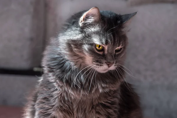 Güneşli ışınlarda gri kedi. Yeşilli evcil kedi düz oturuyor.