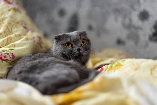 Gray fold cat is posing. Domestic cat with brown is lying on bed in flat.