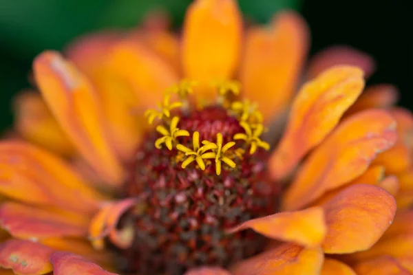 Portakal çiçeğinin yakın. Güzel renkli Zinnia mikro-fotoğraf, 
