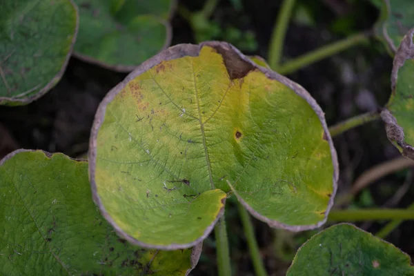 Yeşil yaprağın yakın çekim. Sarı - bulanıklık arka plan kuru jant ile yeşil yaprak. 