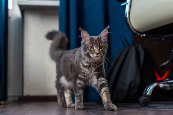Bir dairedeki kedi. Kulaklarında püskülleri olan güzel gri maine rakunu....