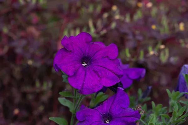 Bahçede mor çiçekler. Makro renkte güzel kırmızı çiçek..
