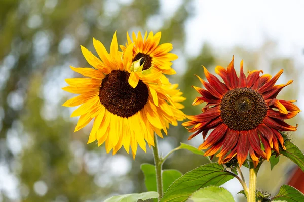 Bahçede ayçiçekleri. Üç güzel turuncu ve sarı helianthus.