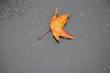 Akçaağaç sarısı - portakal yaprağı. Yaprak bir su birikintisinde yüzer. Soyut sonbahar arkaplanı.