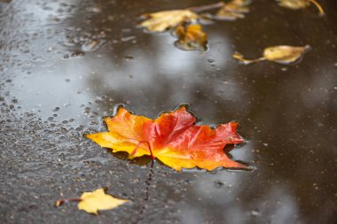 Sonbahar yaprakları suda. Akçaağaç sarısı, turuncu, kırmızı yapraklar su birikintisinde yüzer. Soyut sonbahar arkaplanı.