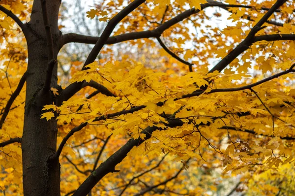 Ormanda Altın Sonbahar Sonbahar Altın Akçaağaç Soyut Arkaplan Bırakır — Stok fotoğraf