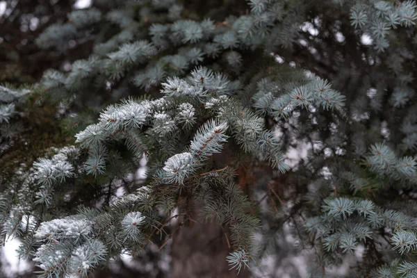 Kar, Noel ağacı dallarını kapladı. Evergreen mavi ağaç soyut arkaplanı. 