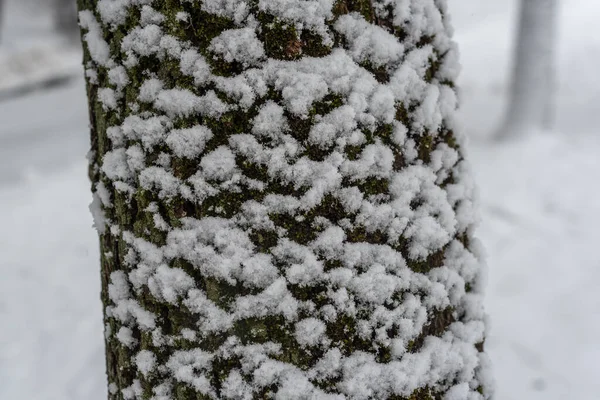 Karla Kaplı Ağaç Yakın Plan Soyut Kış Makro Geri Tepmesi — Stok fotoğraf