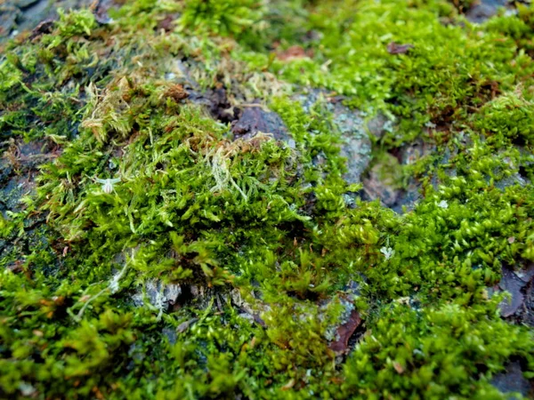 Grünes Moos Auf Der Birnenrinde Herbstlichen Garten Ein Fragment — Stockfoto