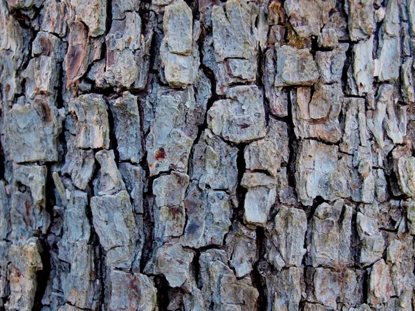 Bark Old Pear Fragment Tree Trunk Natural Texture Design — Stock Photo, Image