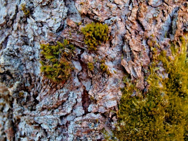 Bark Old Pear Fragment Tree Trunk Natural Texture — Stock Photo, Image