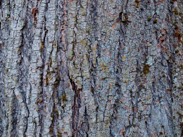 Kéreg Régi Lime Tree Egy Törzse Töredéke Természetes Textúra — Stock Fotó