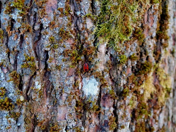 Fragment Old Lime Bark Green Moss Red Black Beetle — Stock Photo, Image