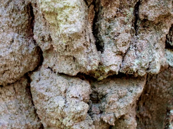 非常に古い樺の樹皮 設計のための自然な風合いのフラグメント — ストック写真