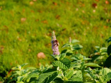 Bahçede yeşil nane çiçek arıya