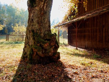 çok eski bir Birch gövde büyümeler