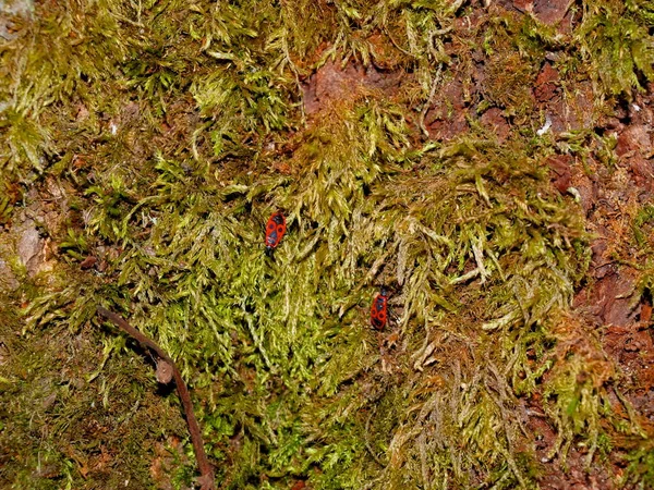 Corteza de árbol cubierta de musgo verde y escarabajos —  Fotos de Stock