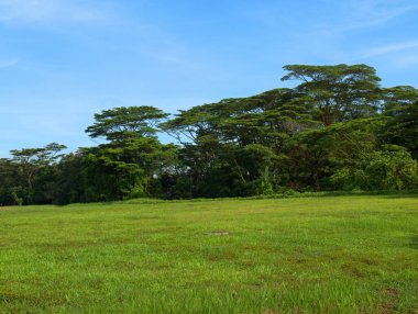 Singapur Park ağaç ve egzotik çiçekler