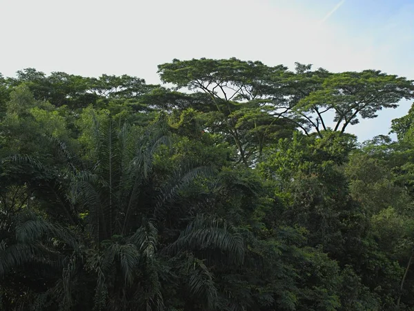 Parque de Singapura com árvores e flores exóticas Imagens De Bancos De Imagens