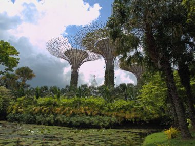 Singapur Park ağaç ve egzotik çiçekler