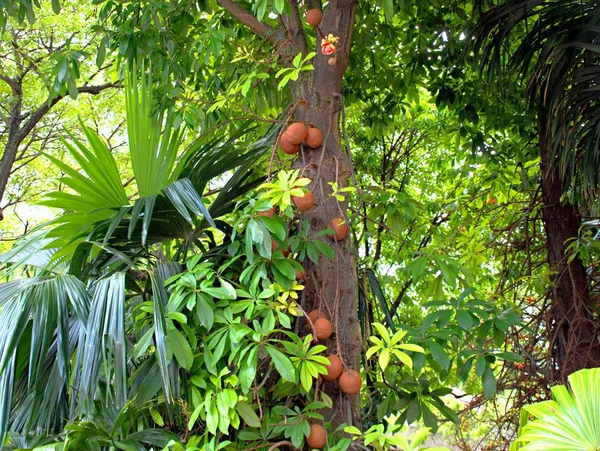 Exotischer Baum mit Früchten und Blumen im Park — Stockfoto