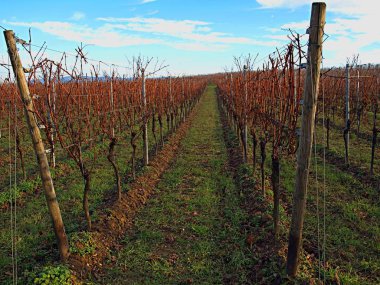 Güneşli günde düşen yaprakları ile Sonbahar bağ